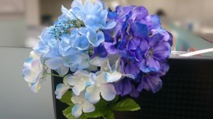ブログ写真紫陽花