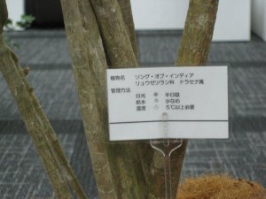 観葉植物②