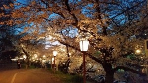 夜桜写真