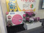 当店のショーウィンドウにシクラメンを展示しました！